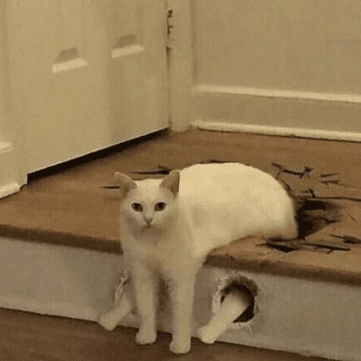 gato, gato, meme de gato, el gato está a medio pasto, meme de gato blanco