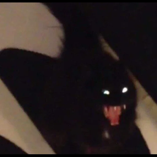 cursed cat, черный кот, чёрный котик, чёрная кошка, замок миссис робертс