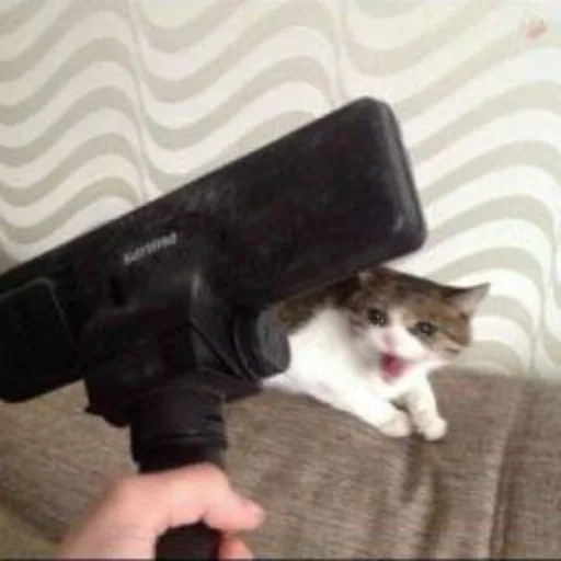 cat, cats, seal, haypovo, cat gun