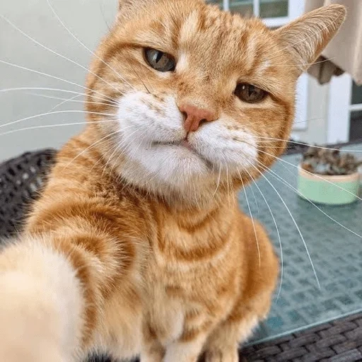 gato, gato, el gato es divertido, gatos graciosos, cat rojo divertido