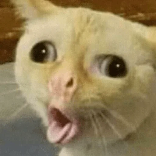 meme de gato, mem cat, el gato se ahoga, tose cat meme, meme con un gato que abre la boca