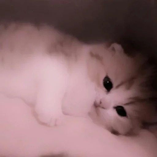 gatto, cati carini, cat, kitten white, cat