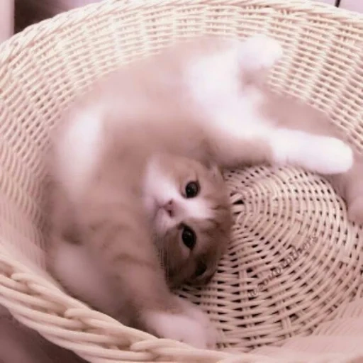 gatinho fofo em uma cesta, cesta de gatos, gato, animais de estimação, gatos