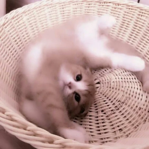 anak kucing imut dalam keranjang, cat basket, kucing, hewan peliharaan, kucing