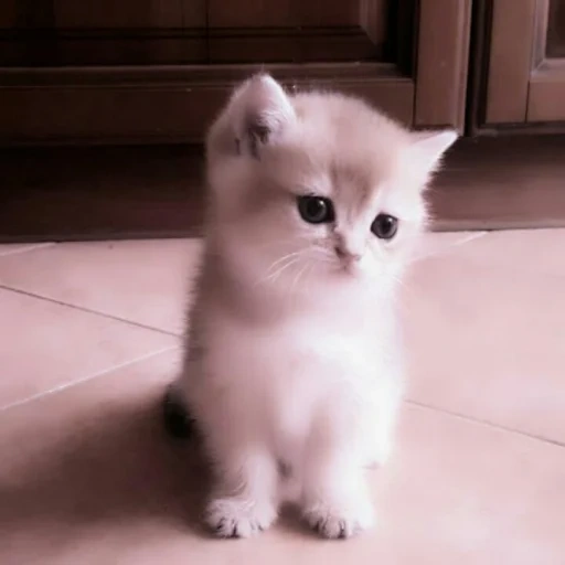 british chinchilla, kittens, kucing, kucing pendek haired, kucing