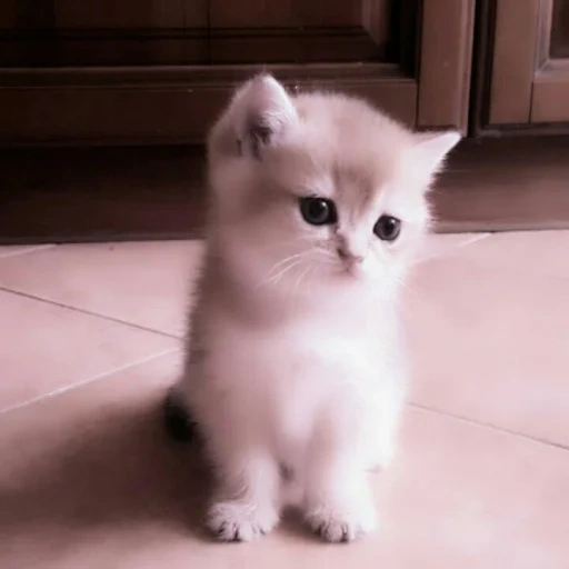 chinchilla británica, gatitos, gato, gatitos de cabello corto, 