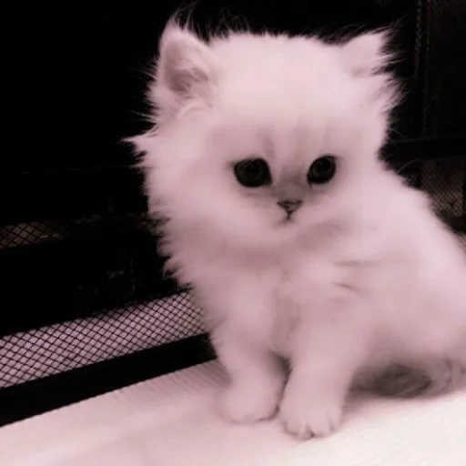 белая кошка пушистая, белый пушистый котенок, персидские котята, персидские котята белого цвета, котята пушистые