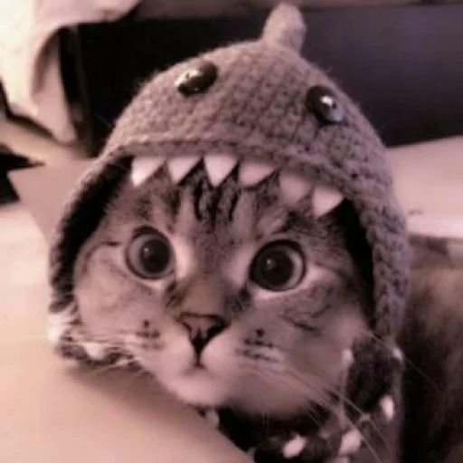 kucing lucu lucu, kucing dengan topi, kucing, kucing, kit lucu