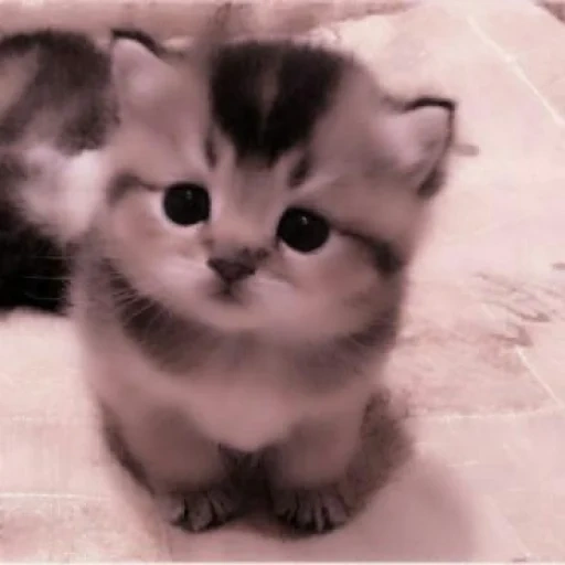 kleines süßes kätzchen, kittte milashka little, schnitte süß, süße kätzchen, charmante kätzchen
