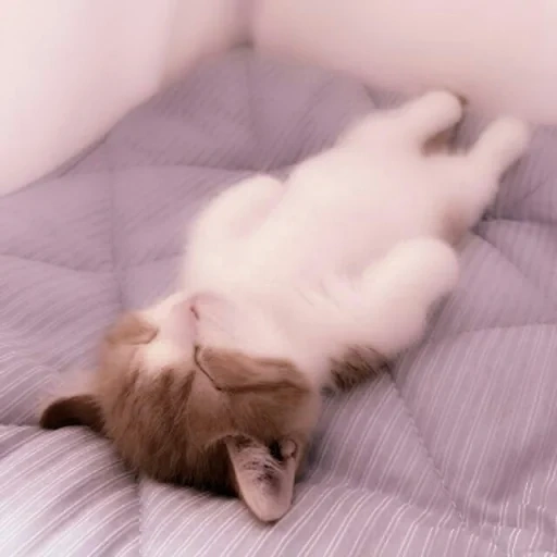 kucing tidur, kucing tidur, sleeping kitten, sleepy cat, lucu kucing tidur