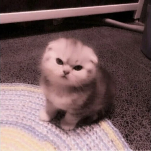 vysloukhi chaton, cat écossais, kittenaires écossais vyslogue, scottish fold, scottish holly cat