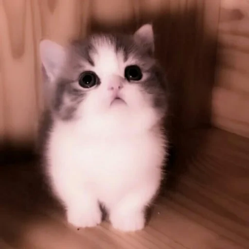 hewan cantik, kucing lucu, sad kitten, kucing lucu, kucing puska