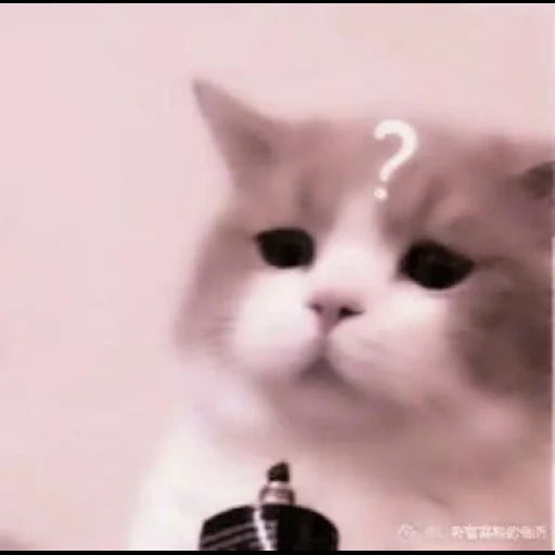 cute cat mem, tenor cats, cat mem, cute cats, memes with cats