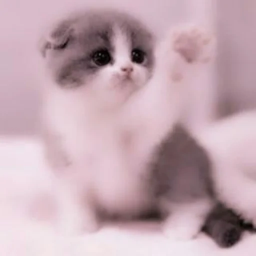 cute kittens, cute cats, cute cubs, charming kittens, cat cute cats