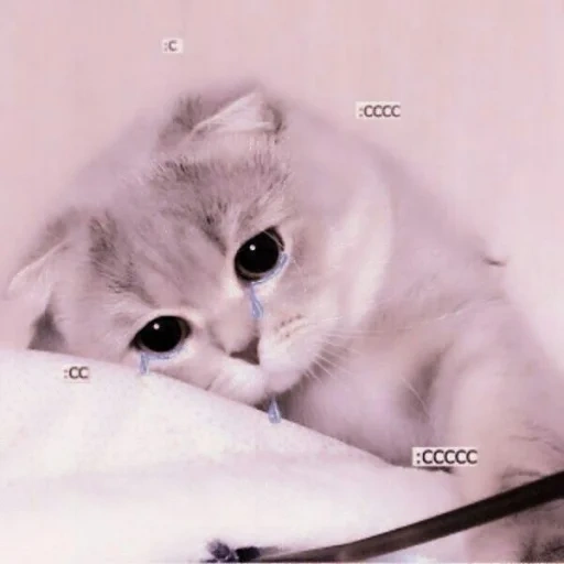 любимый котик, милый котик плачет, котик грустный, милые котики, фотографии милых котиков