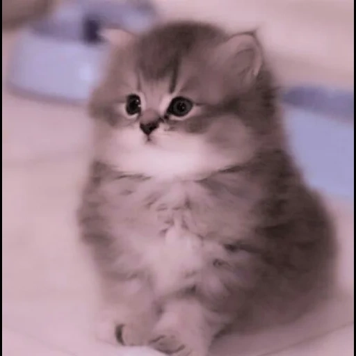 affascinante gattini, cat cute, un piccolo gattino grigio vysloukhiy, long aiuto briton kitten, fluffy kittens