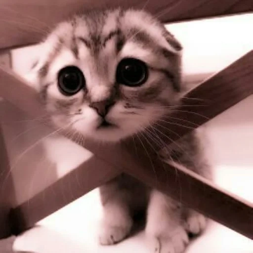um gato solicitante, gatos fofos para lágrimas, gato, gatos fofos para lágrimas, animais fofos