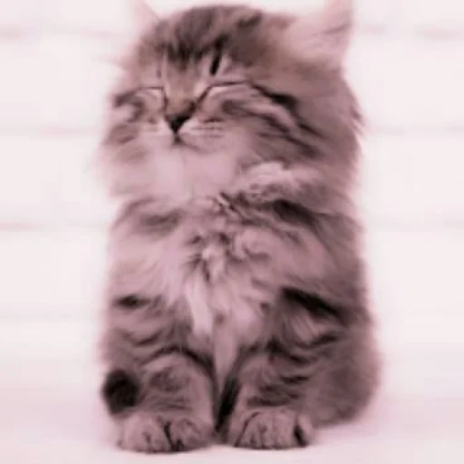 cat, cat, cats esponjosos, lindo gatito esponjoso, fluffy