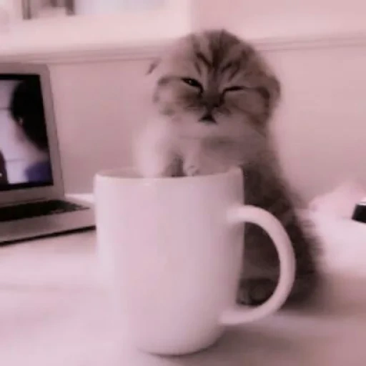 gato somnoliento con café, animales lindos, gatito en una taza, animales gatos, evite el gato
