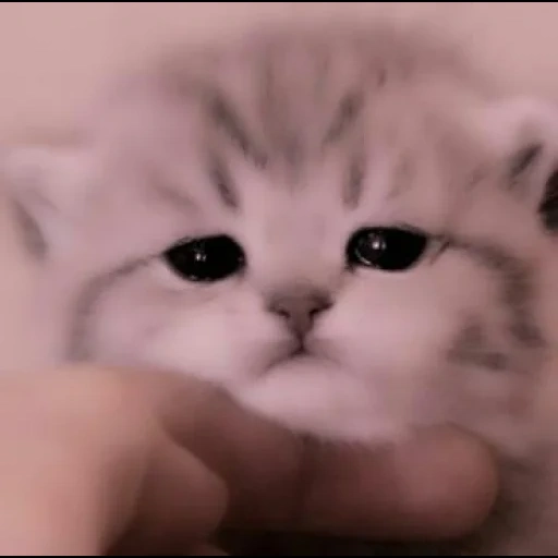 cats, kittens on the screensaver, cute cats, charming kittens, cute kittens