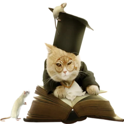 gatto intelligente, il gatto è un libro, il gatto è scienziato, un animale da un libro, cat britannico