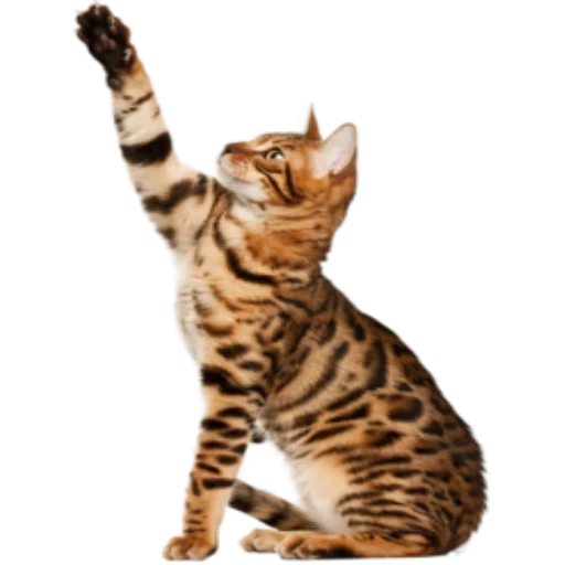 bengal cat, die katze bengalen, die bengalische katze, die bengalische katze, bengalische katze grau