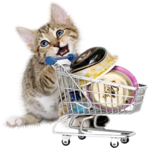 the cat is a cart, cat with a cart, kitten with a cart, cat basket of purchases, basket of purchases with a kitten