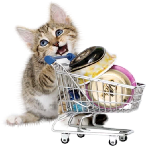 chat de chariot, chat de chariot, chariot chaton, panier pour chats, panier pour chatons