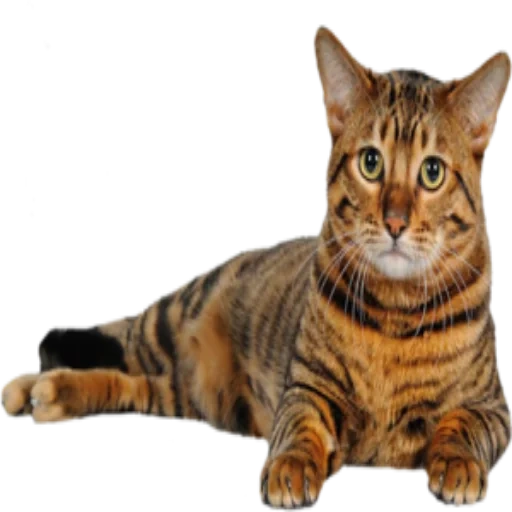 toig, die tiere, die toig katze, the tiger cat, die bengalische katze