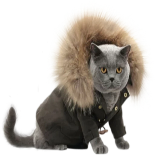 gato, gatos de algodón, el gato es una chaqueta de abajo, traje de gato, chaquetas kotov