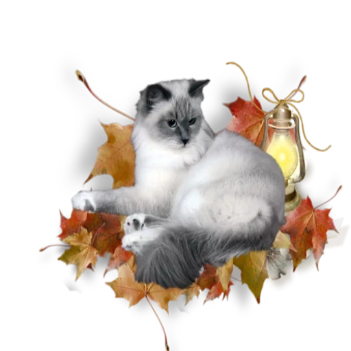 gato, outono, outono do gato, valsa de outono, boa outono na manhã de gatos