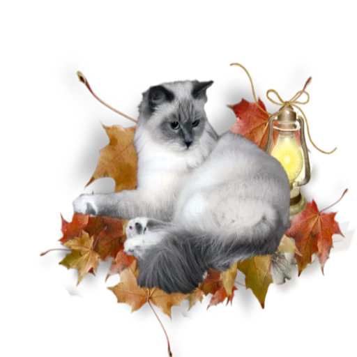 die katze, the autumn, die katze im herbst, the waltz of the autumn, gute katze am frühen herbst