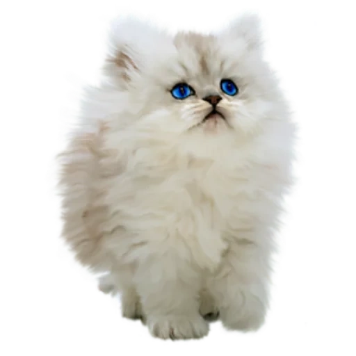 chat poilu, chaton poilu, chat persan, joli phoque poilu, chaton blanc moelleux