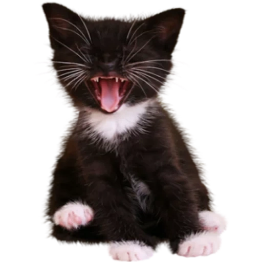 cat, the kitten yells, the cat is meowing, the kitten is black, black cat yawns