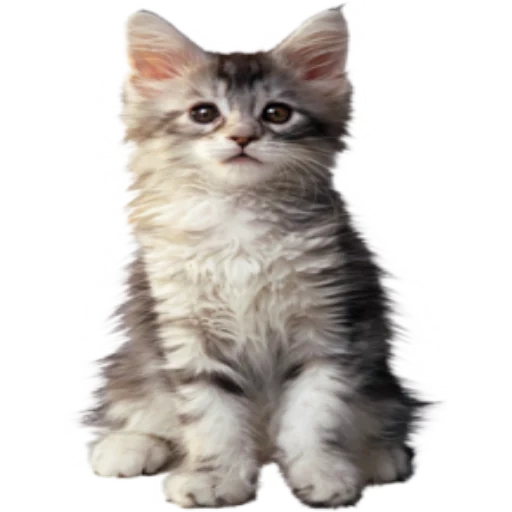 кот без фона, кошка белом фоне, котенок белом фоне, котик прозрачном фоне, котенок прозрачном фоне