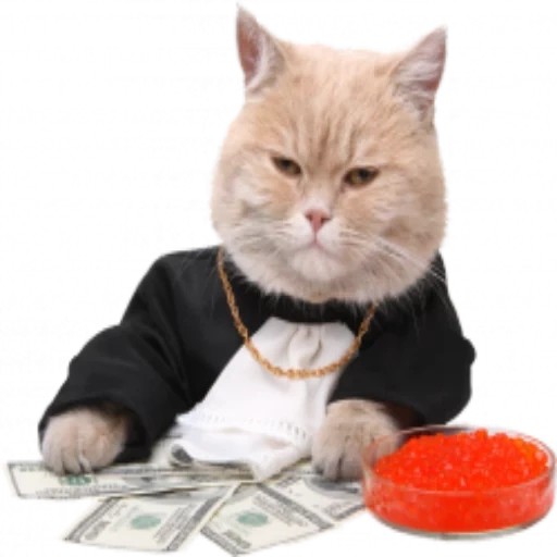 gato, gato gato, jefe de gato, gato de negocios, dinero de gato