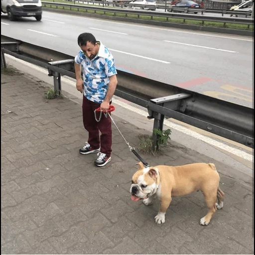 cane, del cane, animali domestici, cane è tenuto al guinzaglio, staffordshire dog