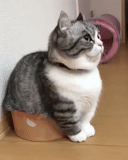 кот, толстый кот, mugimeshi323, котики смешные, короткошерстные кошки