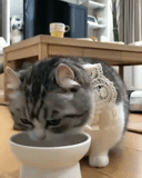der kater, katze, die katze leckt lackiert, die katze trinkt wasser, die katzen sind lustig