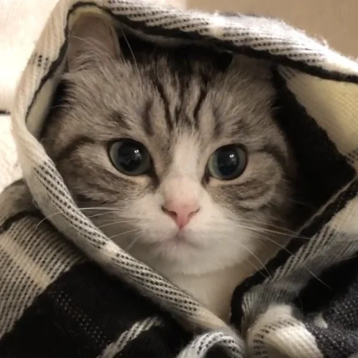 cat, cat, cute cat, cute cats, a cat with a handkerchief