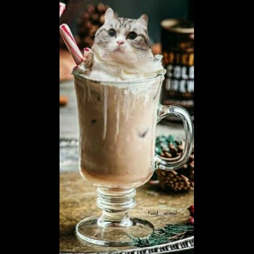 katze, kalter kaffee, ein katzenbecher, kaffeecocktail, kaffee frappe irisch