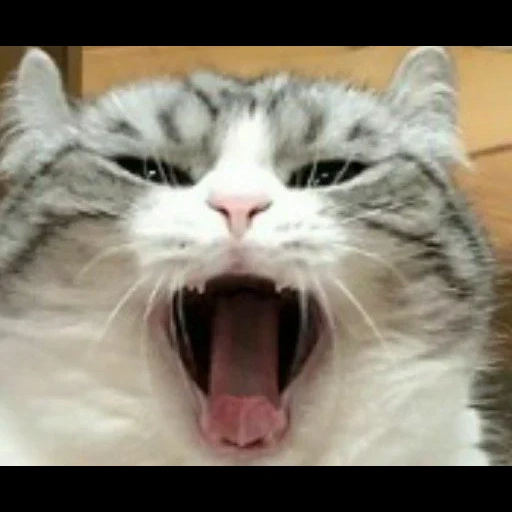 un gato gritando, el gato bosteza, el gato es histérico, gatos bostezantes, gato marcador