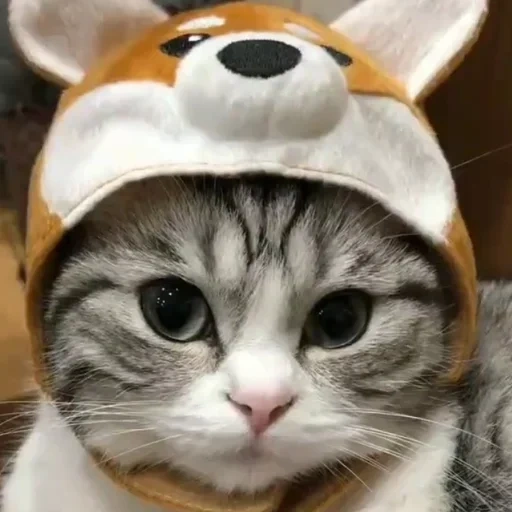 kucing lucu, kepala kucing, anjing laut yang lucu, kepala anak kucing, topi kucing yang lucu