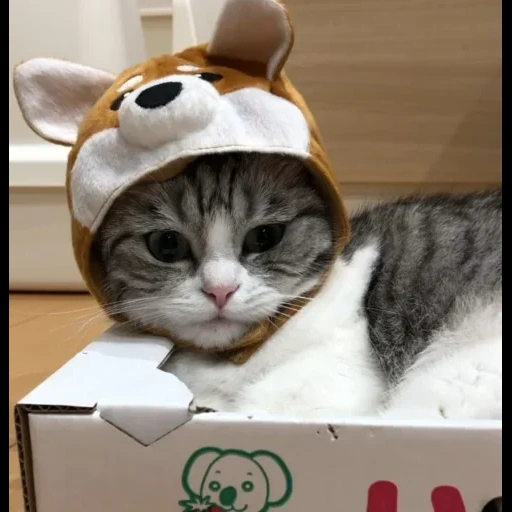 gatto, cat maru, gatto carino, cappello da gattino, un simpatico cappello da gatto