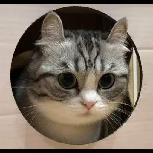 gato, cat, mugimeshi323, gato mugimeshi, modelo de espelho de gato