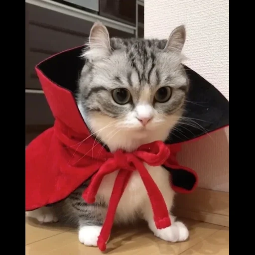 кот, кошка, mugimeshi, кошка мосик, кошечка платочке