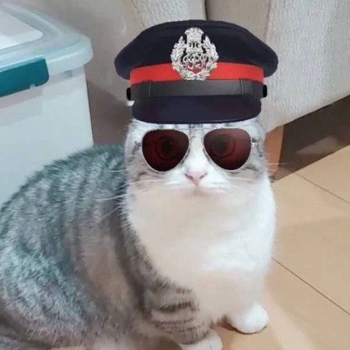 кот, кошка, животные милые, кото полицейский, котик полицейский