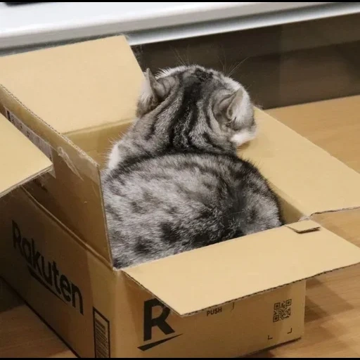 gatto, gatto, il gatto è la scatola, gli animali sono carini, scatola di cartone gatto