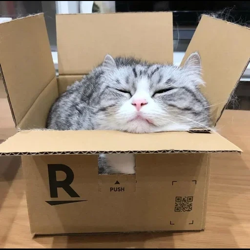 кот, кот мару, кот коробке, котики смешные, кот коробке мем