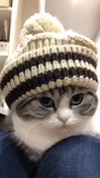 gato, gato, sombrero de gato, gato suéter, suéter de gatito